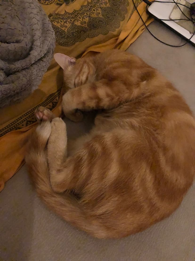 Moïse Rencontre bdsm Flüeli-Ranft