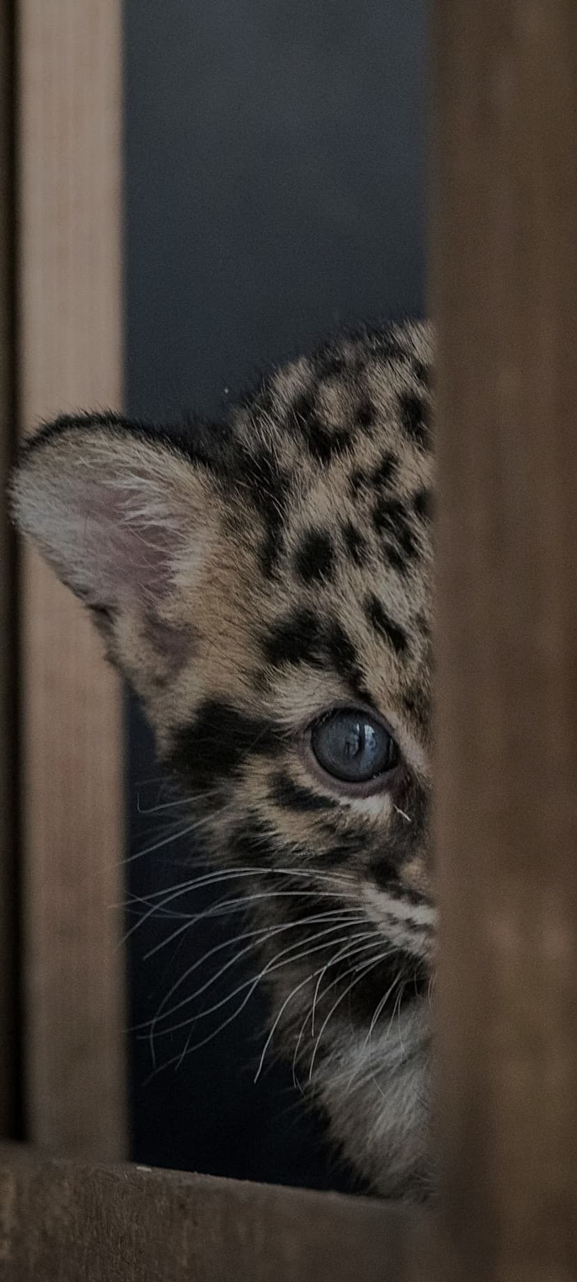 Auxence Rencontre bdsm Lohn SH